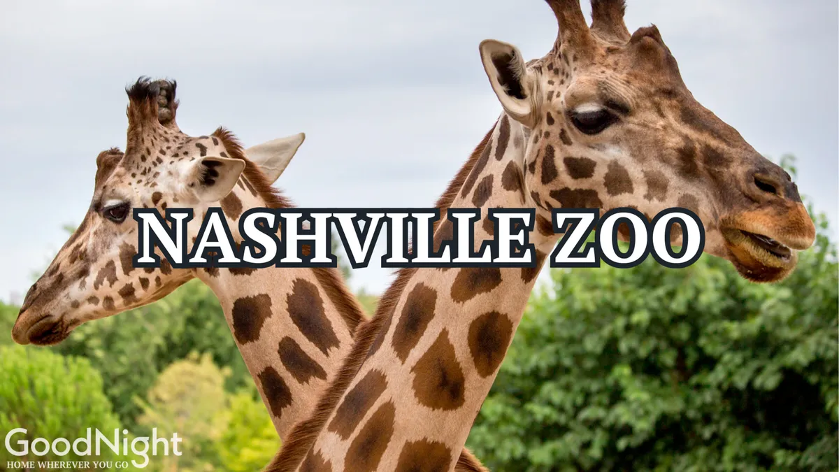 This image captures two giraffes at the Nashville Zoo, surrounded by lush greenery. The playful atmosphere and close-up view of the animals invite families to imagine themselves exploring one of Nashville’s most beloved family attractions.